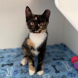 Shelter Stray Female Cat last seen , 8020 Washington St, Port Richey, FL 34668, USA
