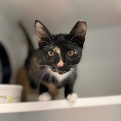 Shelter Stray Female Cat last seen , 8020 Washington St, Port Richey, FL 34668, USA