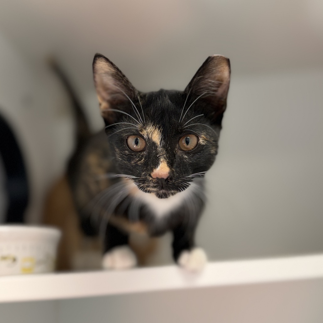 Shelter Stray Female Cat last seen , 8020 Washington St, Port Richey, FL 34668, USA