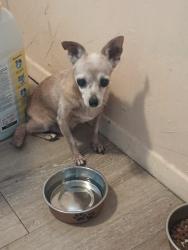 Found/Stray Male Dog last seen Charles Park., Vero Beach, FL 32960