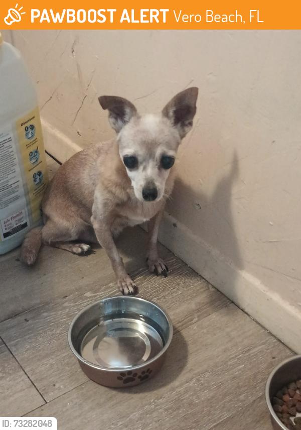 Found/Stray Male Dog last seen Charles Park., Vero Beach, FL 32960