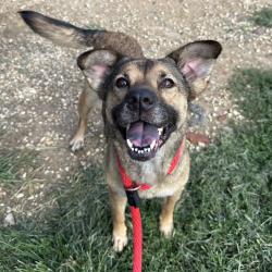 Shelter Stray Female Dog last seen , Animal Care & Control Team of Philly, 111 W Hunting Park Ave, Philadelphia, PA 19140, USA