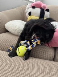 Lost Female Dog last seen Olive and 53rd Ave, Glendale, AZ 85302