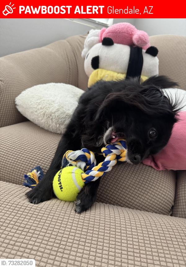 Lost Female Dog last seen Olive and 53rd Ave, Glendale, AZ 85302