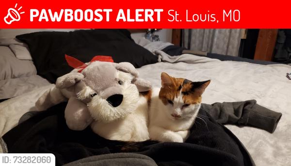 Lost Female Cat last seen Edmundson near st. Charles rock rd, St. Louis, MO 63114