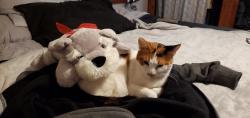 Lost Female Cat last seen Edmundson near st. Charles rock rd, St. Louis, MO 63114