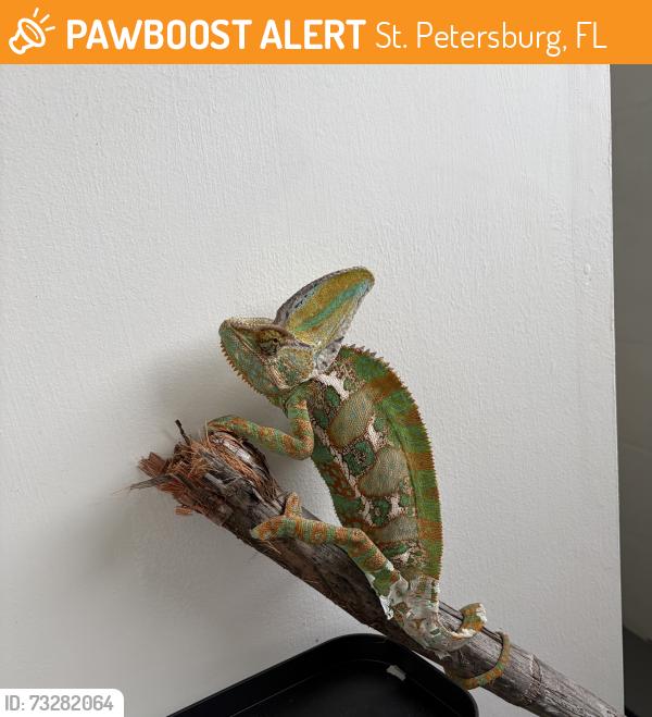 Found/Stray Female Reptile last seen 77th and MLK, 33702, St. Petersburg, FL 33702