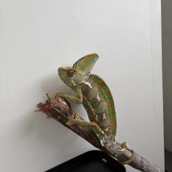Found/Stray Female Reptile last seen 77th and MLK, 33702, St. Petersburg, FL 33702