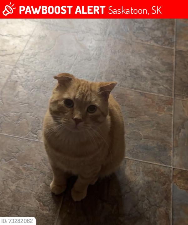 Lost Male Cat last seen By Fox and Hounds Pub, Saskatoon, SK 