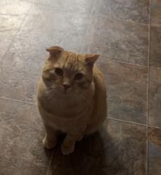 Lost Male Cat last seen By Fox and Hounds Pub, Saskatoon, SK 