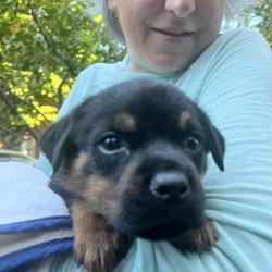 Reunited Male Dog last seen Northern Boulevard subway station, Queens, NY 11377