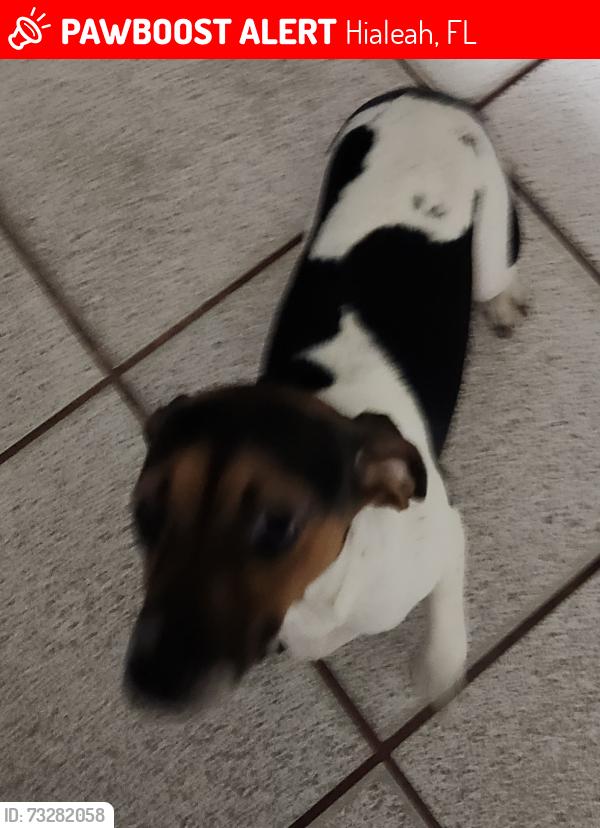 Lost Female Dog last seen 8th Avenue going North, Hialeah, FL 33012