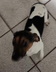 Lost Female Dog last seen 8th Avenue going North, Hialeah, FL 33012