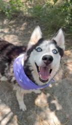 Shelter Stray Female Dog last seen Bexar County, 3353 Morningside Dr, New Braunfels, TX 78132, USA