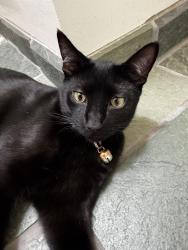 Lost Male Cat last seen Rabbit creek rd and Elmore, Anchorage, AK 99516