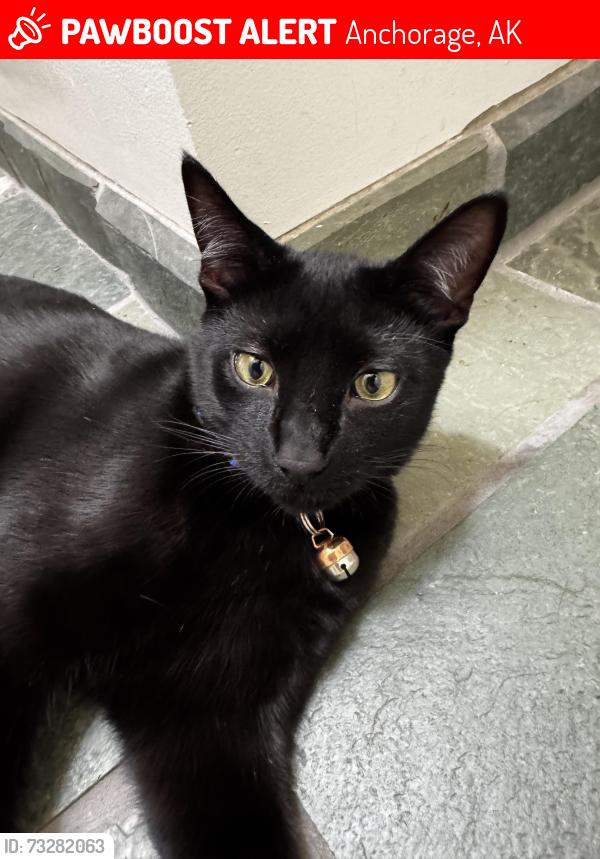 Lost Male Cat last seen Rabbit creek rd and Elmore, Anchorage, AK 99516