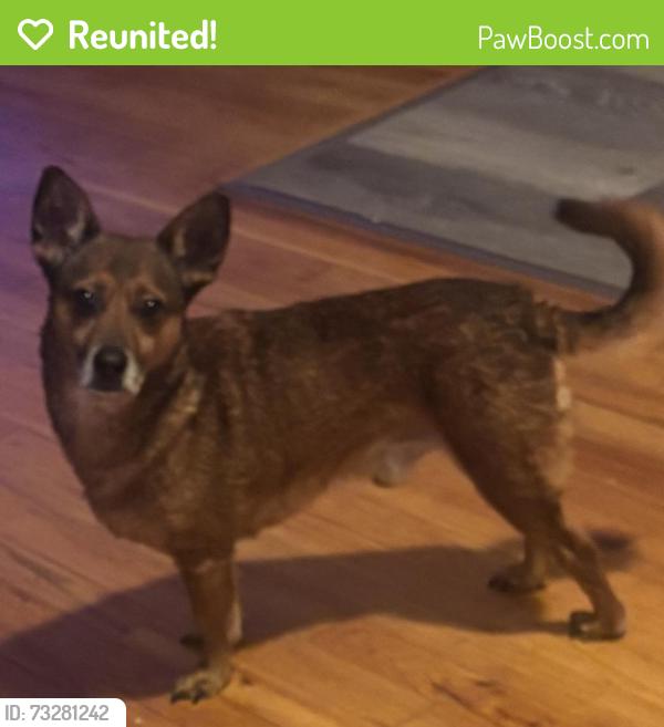 Reunited Male Dog last seen Fulton Avenue and West Side Avenue, Jersey City, NJ 07305