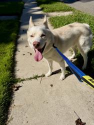 Found/Stray Male Dog last seen Midland and Dodd streets, East Orange, NJ 07017