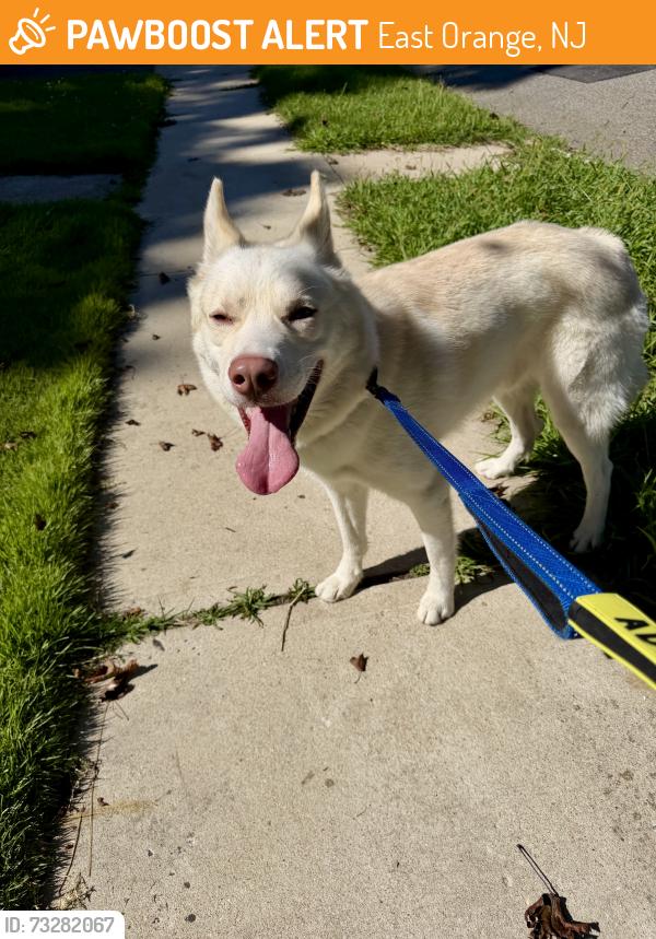 Found/Stray Male Dog last seen Midland and Dodd streets, East Orange, NJ 07017