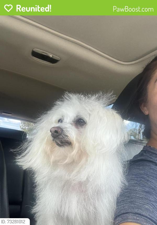 Reunited Female Dog last seen Ginny’s pet grooming, Hammerly near Blalock, Houston, TX 77080
