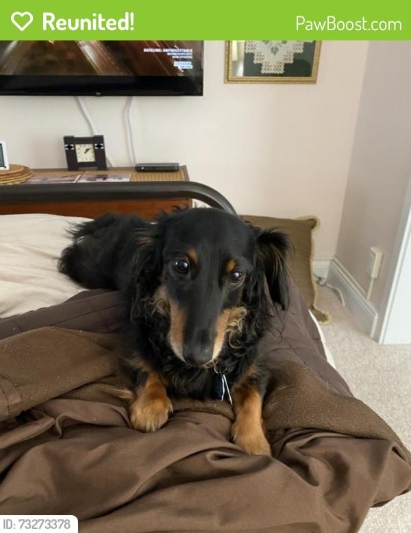 Reunited Male Dog last seen Near Jones St., Bala Cynwyd, PA 19004