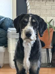 Found/Stray Male Dog last seen Coit Ave, Grand Rapids, MI 49505