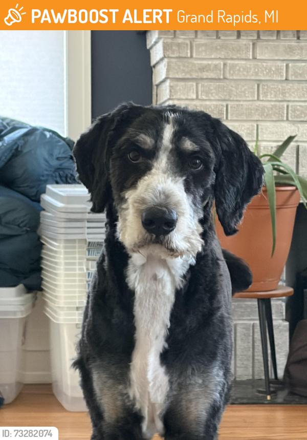 Found/Stray Male Dog last seen Coit Ave, Grand Rapids, MI 49505