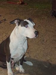 Lost Female Dog last seen By lunches Food Store, Tyler, TX 75701