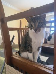 Lost Male Cat last seen Grant St and Hudson Ave Freeport NY, Freeport, NY 11520