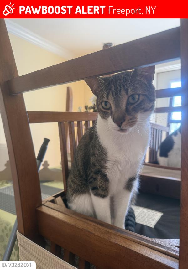 Lost Male Cat last seen Grant St and Hudson Ave Freeport NY, Freeport, NY 11520