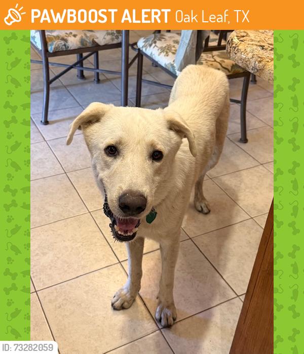 Found/Stray Male Dog last seen Little Creek Trail & Winding Creek Trail, Oak Leaf, TX, Oak Leaf, TX 75154