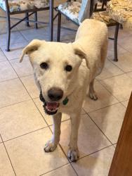 Found/Stray Male Dog last seen Little Creek Trail & Winding Creek Trail, Oak Leaf, TX, Oak Leaf, TX 75154