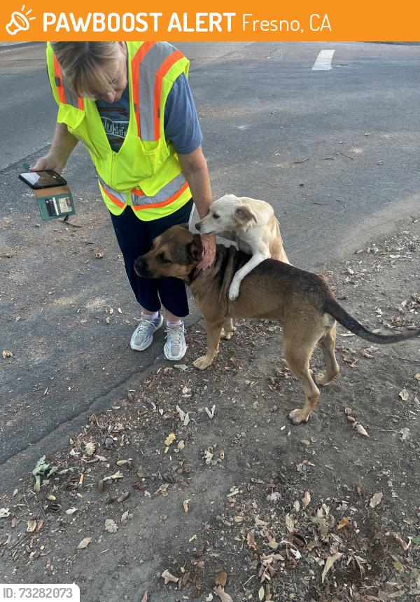 Found/Stray Male Dog last seen Shaw & Maroa, Fresno, CA 93711