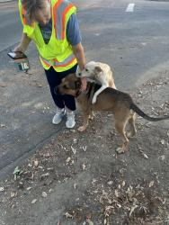 Found/Stray Male Dog last seen Shaw & Maroa, Fresno, CA 93711