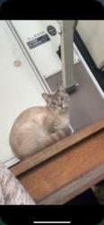 Lost Female Cat last seen Waterscrape dr sw, Supply, NC 28462