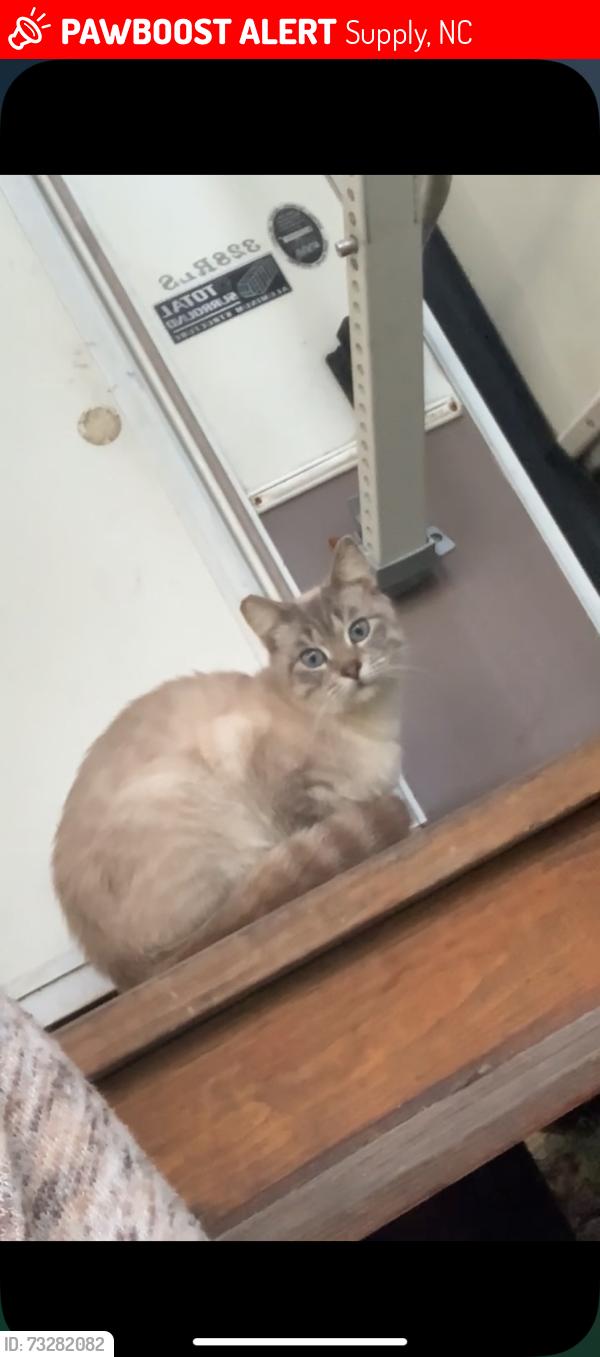 Lost Female Cat last seen Waterscrape dr sw, Supply, NC 28462