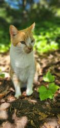 Lost Male Cat last seen West Mill Run, Cobb County, GA 30152