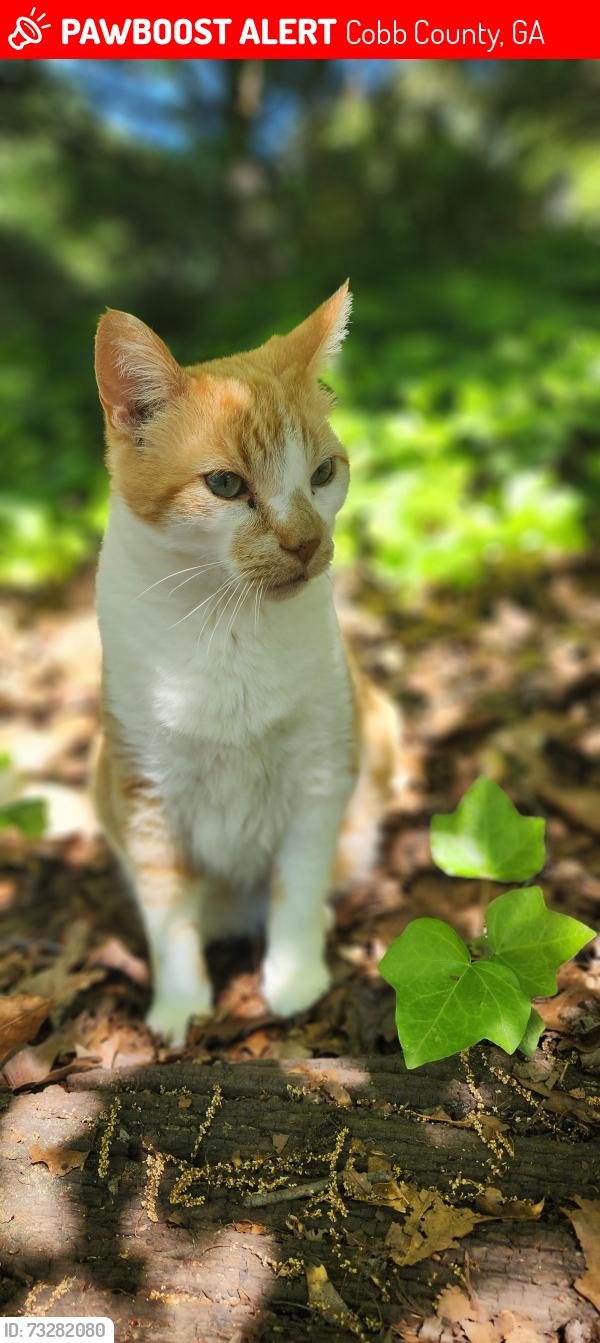 Lost Male Cat last seen West Mill Run, Cobb County, GA 30152