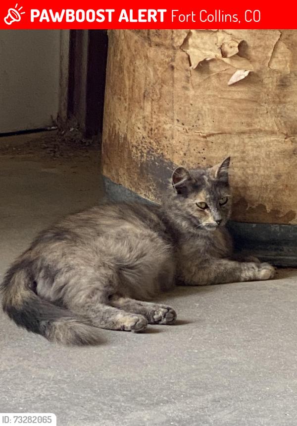 Lost Female Cat last seen West Drake Road and Raintree Drive near the Senior Center, Fort Collins, CO 80526