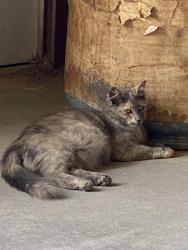 Lost Female Cat last seen West Drake Road and Raintree Drive near the Senior Center, Fort Collins, CO 80526