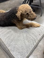 Found/Stray Female Dog last seen Plum creek rd, Dale Rd E, KY 40023