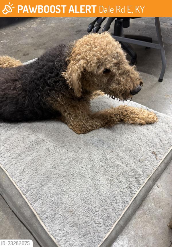 Found/Stray Female Dog last seen Plum creek rd, Dale Rd E, KY 40023