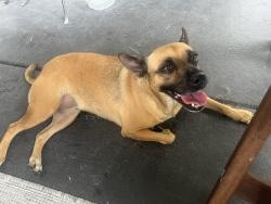 Found/Stray Female Dog last seen I75 and palmetto expressway in Miami lakes area, Hialeah, FL 33014