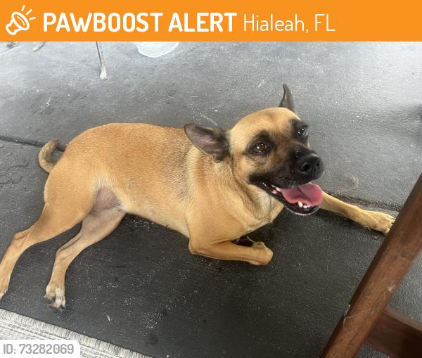 Found/Stray Female Dog last seen I75 and palmetto expressway in Miami lakes area, Hialeah, FL 33014