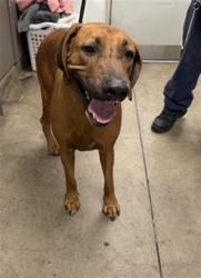 Shelter Stray Male Dog last seen , 14409 Vanowen St, Van Nuys, CA 91405, USA