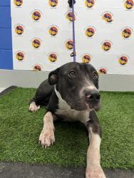 Shelter Stray Male Dog last seen OWENS DR & BAY AVE, 19640 Dogpatch Ln, Land O' Lakes, FL 34638, USA