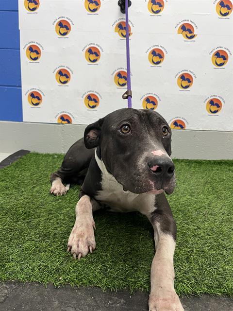 Shelter Stray Male Dog last seen OWENS DR & BAY AVE, 19640 Dogpatch Ln, Land O' Lakes, FL 34638, USA