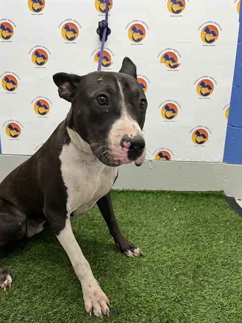 Shelter Stray Female Dog last seen OWENS DR & BAY AVE, 19640 Dogpatch Ln, Land O' Lakes, FL 34638, USA