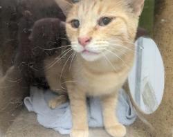 Shelter Stray Female Cat last seen Near BLOCK 54TH AVE S, AUBURN WA 98001, 21615 64th Ave S, Kent, WA 98032, USA