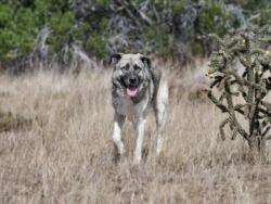 Shelter Stray Male Dog last seen 84/285 / NM 503 SANTA FE NM 87506, 100 Caja Del Rio Rd, Santa Fe, NM 87507, USA